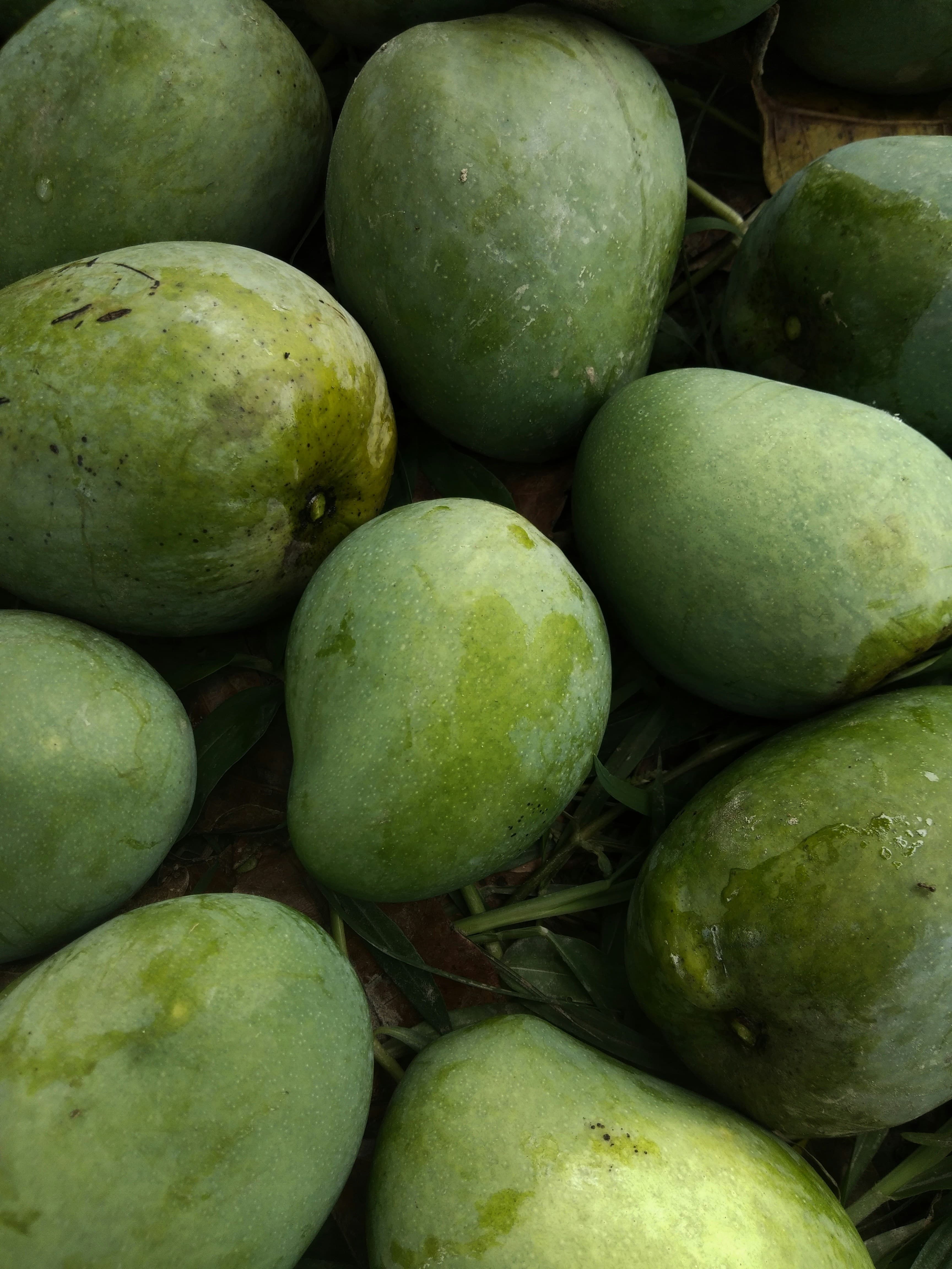 Pakaam 3 kg trial box of orchard-direct Valsadi Kesar mangoes