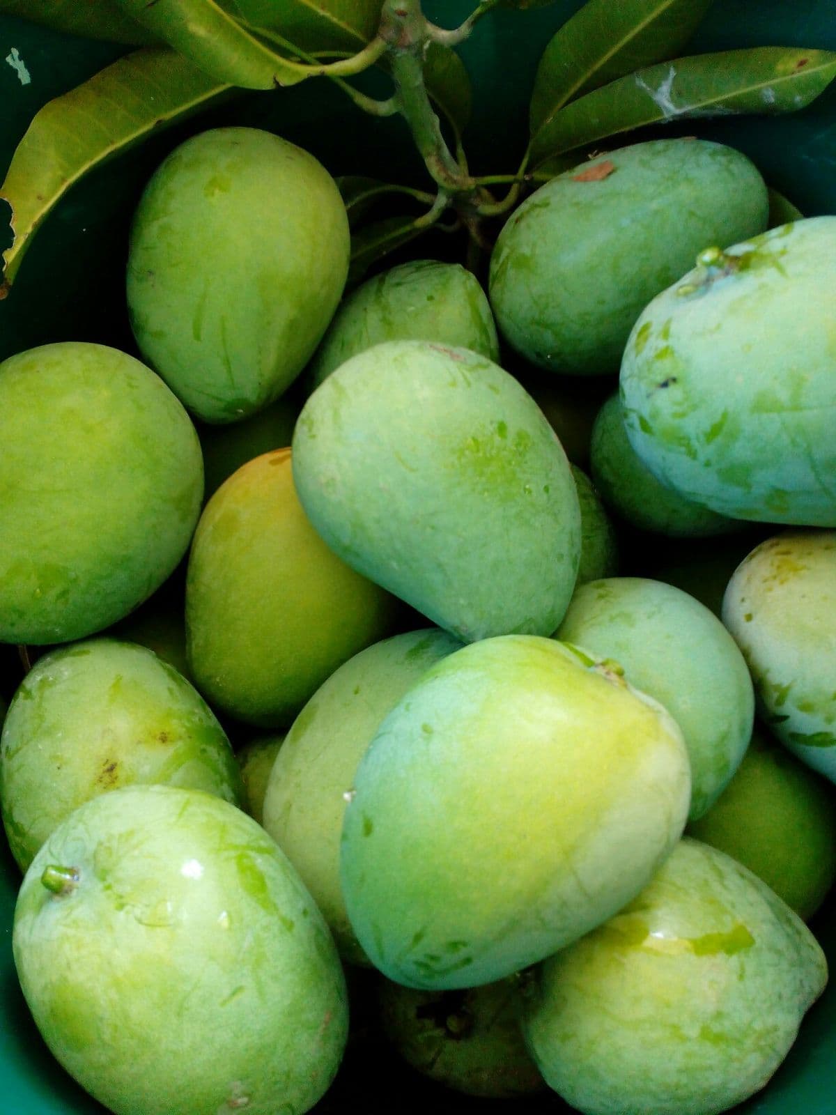 Pakaam 10 kg value box of premium Valsadi Kesar mangoes from Gujarat